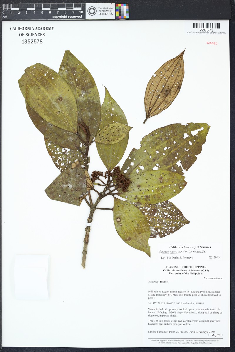 Astronia cumingiana var. cumingiana