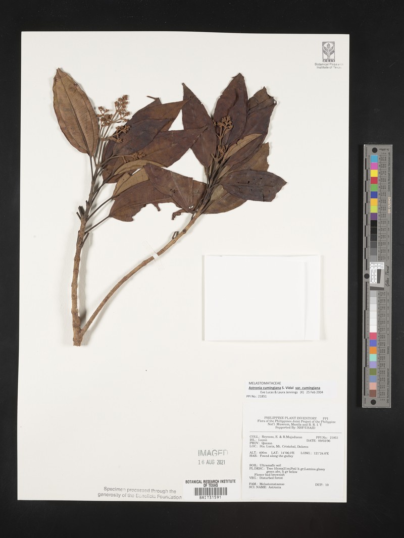 Astronia cumingiana var. cumingiana photo 2