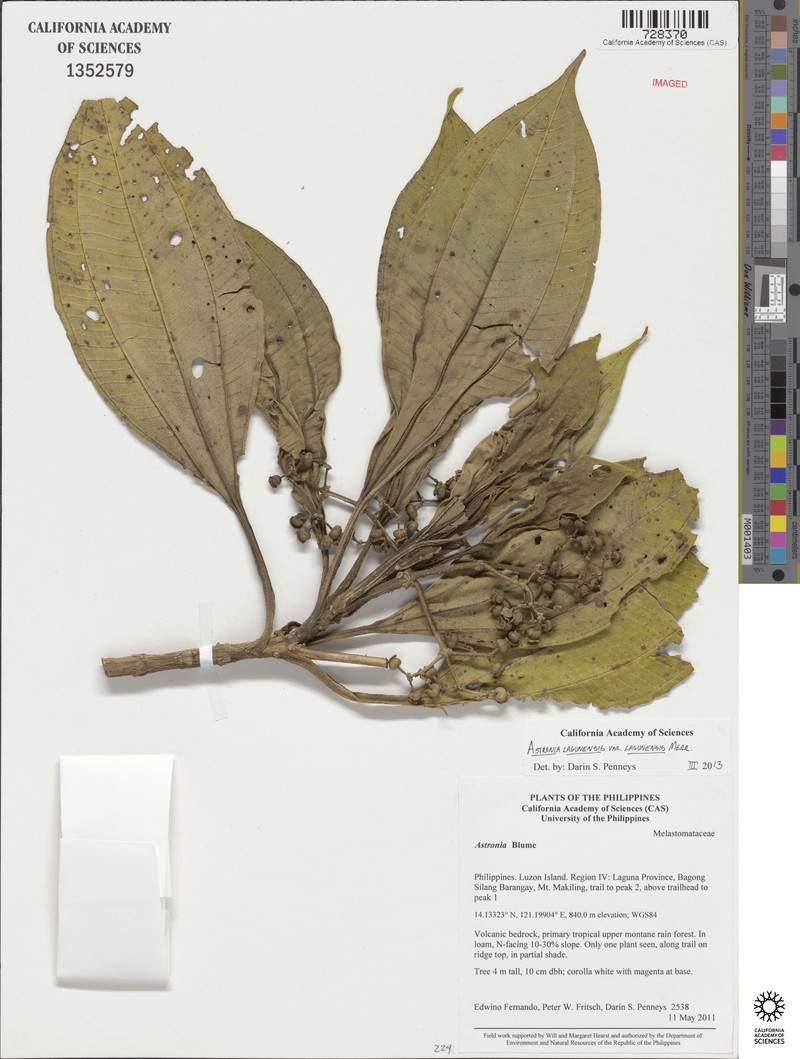 Astronia lagunensis var. lagunensis