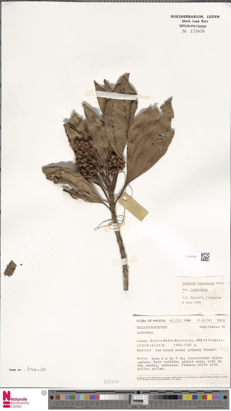 Astronia lagunensis var. lagunensis photo 2