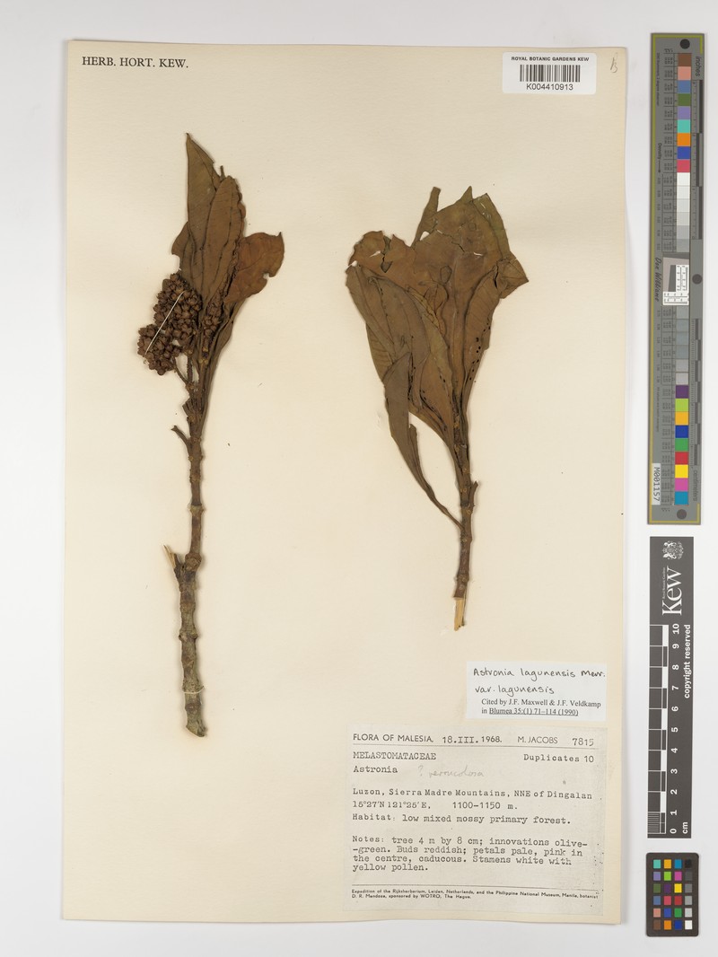 Astronia lagunensis var. lagunensis photo 3