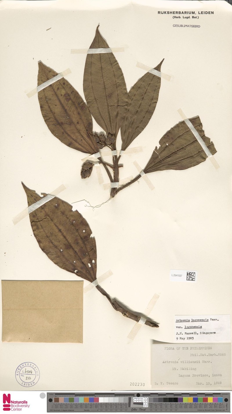 Astronia lagunensis var. lagunensis photo 4