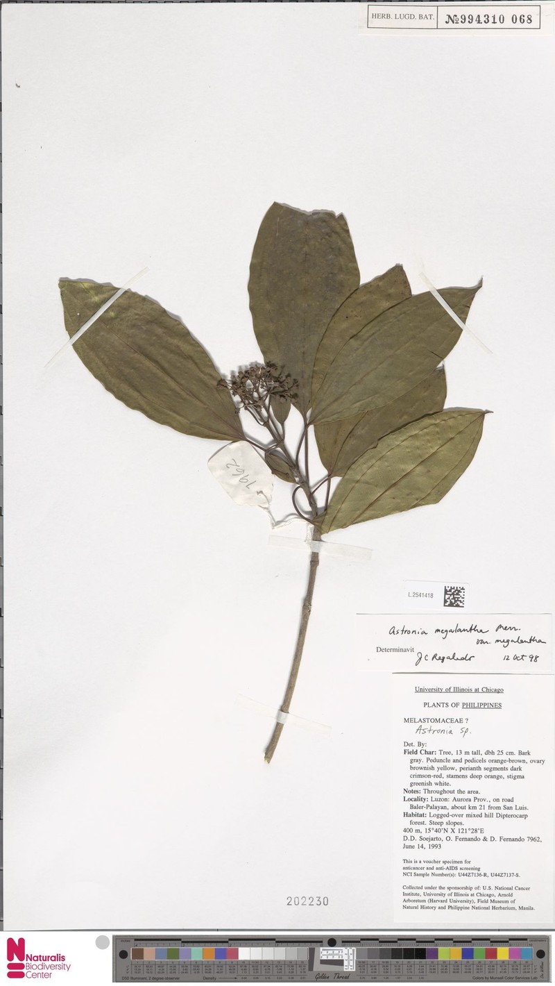 Astronia megalantha var. megalantha