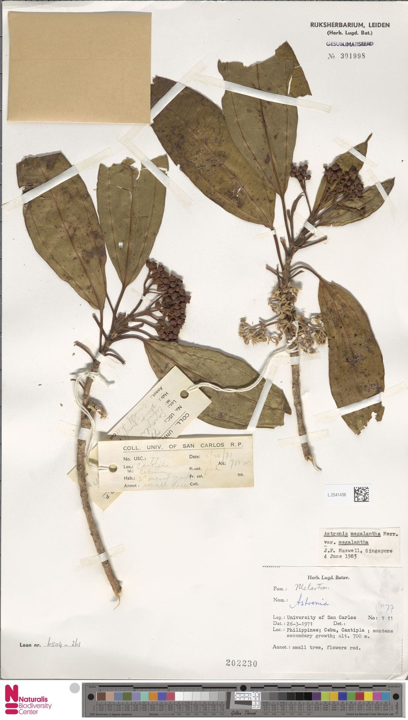 Astronia megalantha var. megalantha photo 2