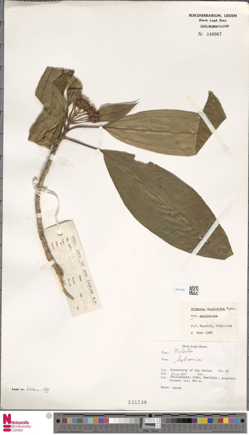 Astronia megalantha var. megalantha photo 3