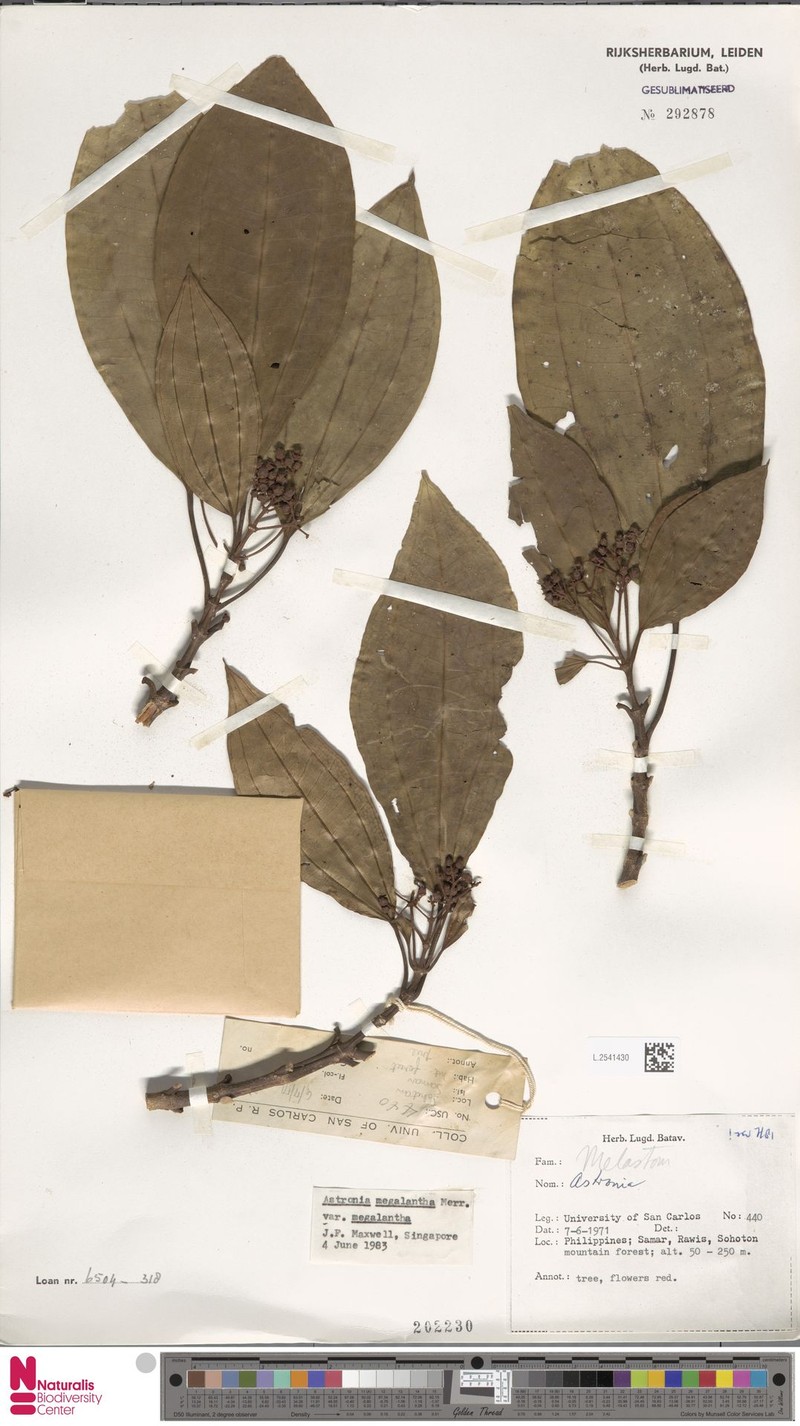 Astronia megalantha var. megalantha photo 4