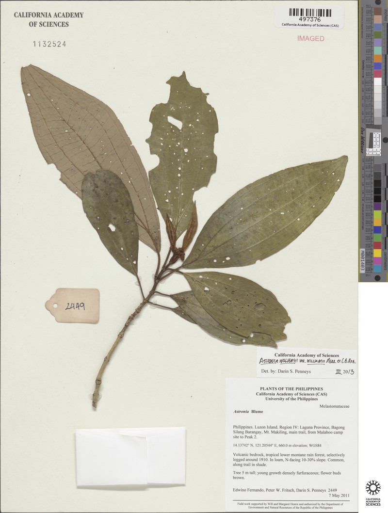 Astronia williamsii var. williamsii