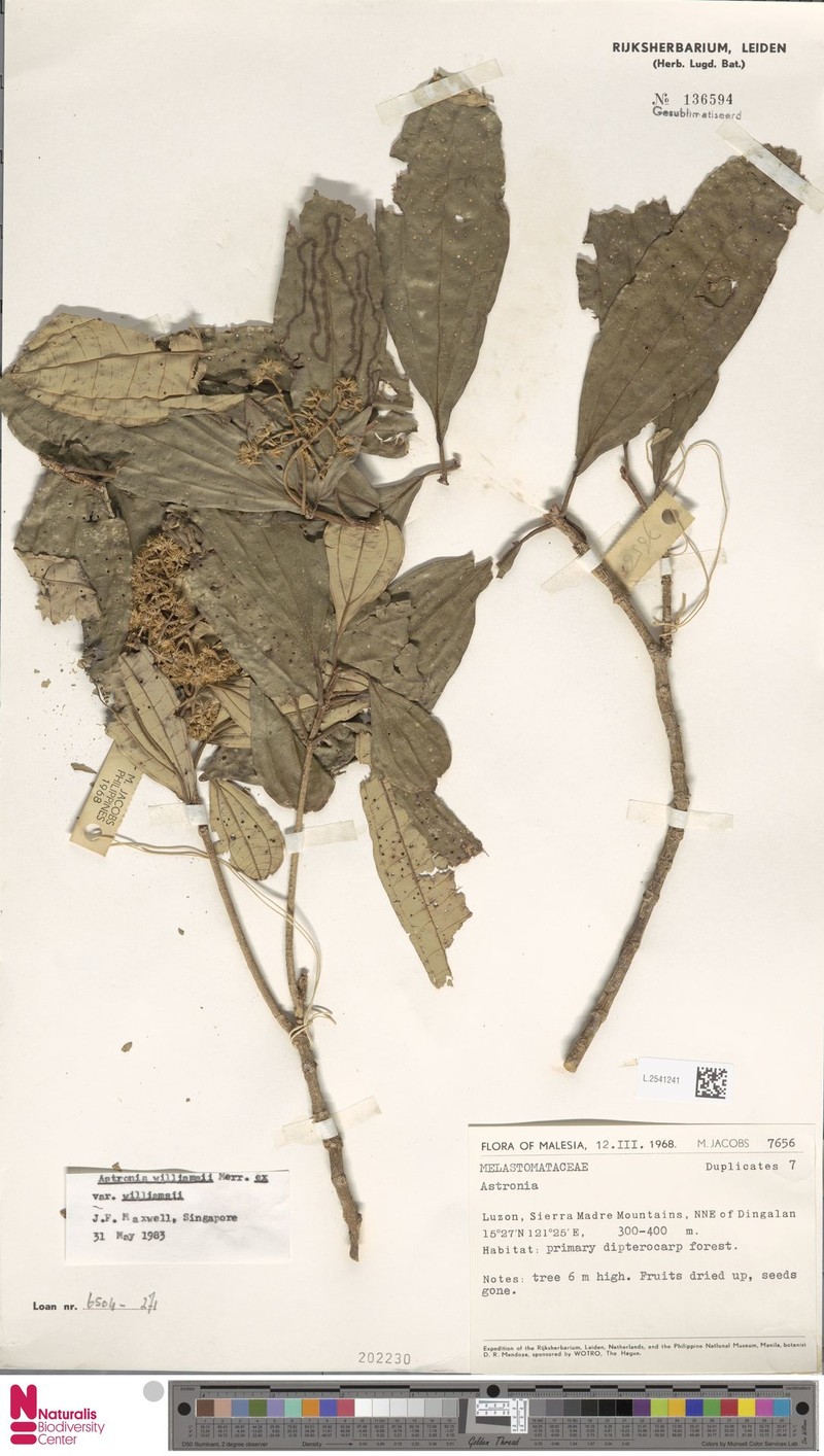 Astronia williamsii var. williamsii photo 2