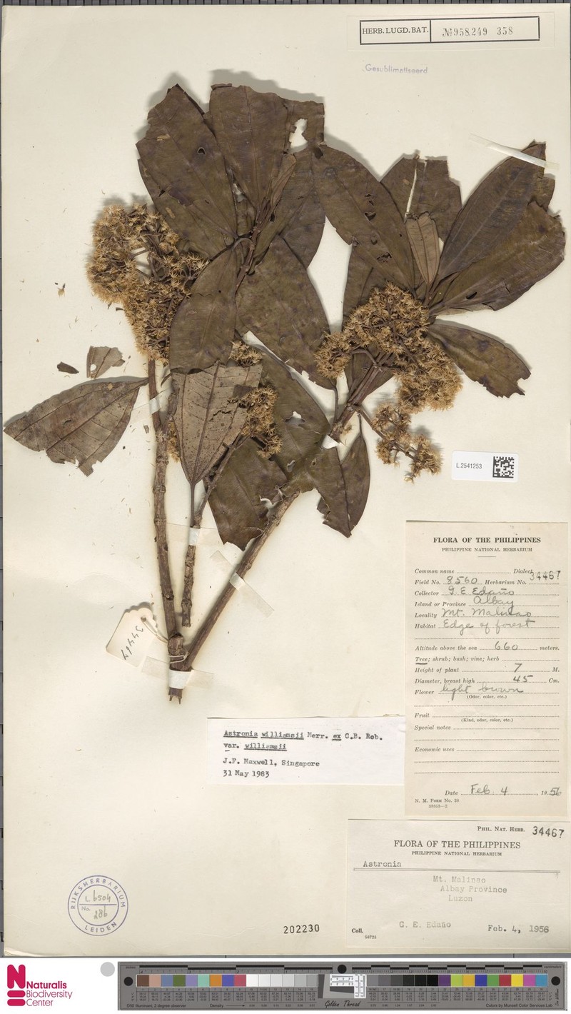 Astronia williamsii var. williamsii photo 3