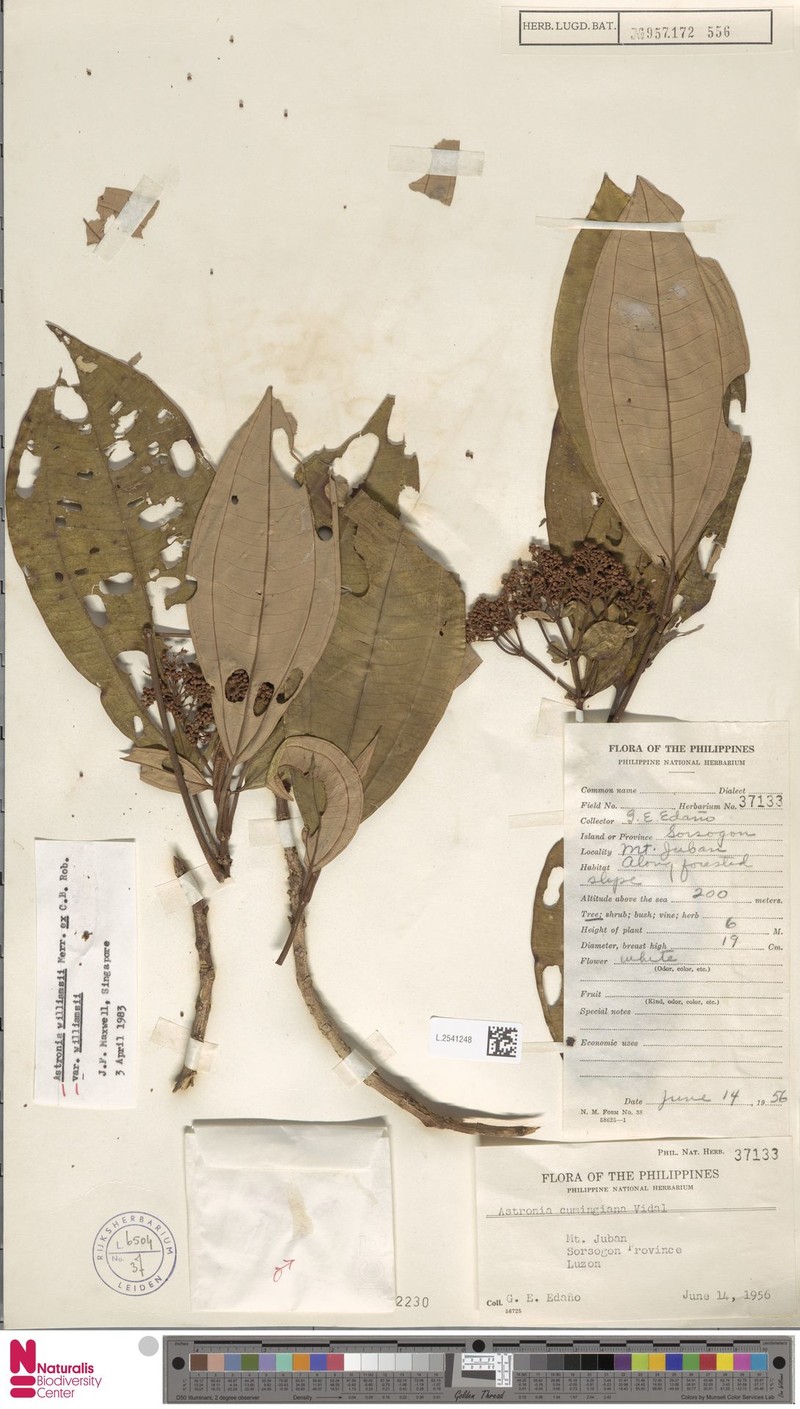 Astronia williamsii var. williamsii photo 4