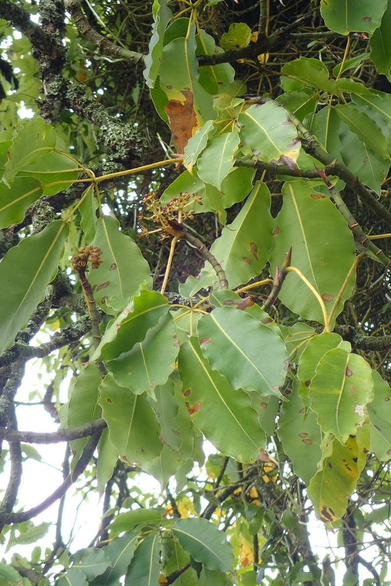 Astropanax abyssinicus photo 2