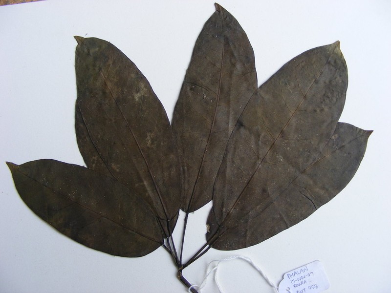Astropanax barteri
