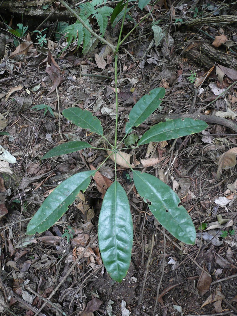 Astropanax barteri photo 2