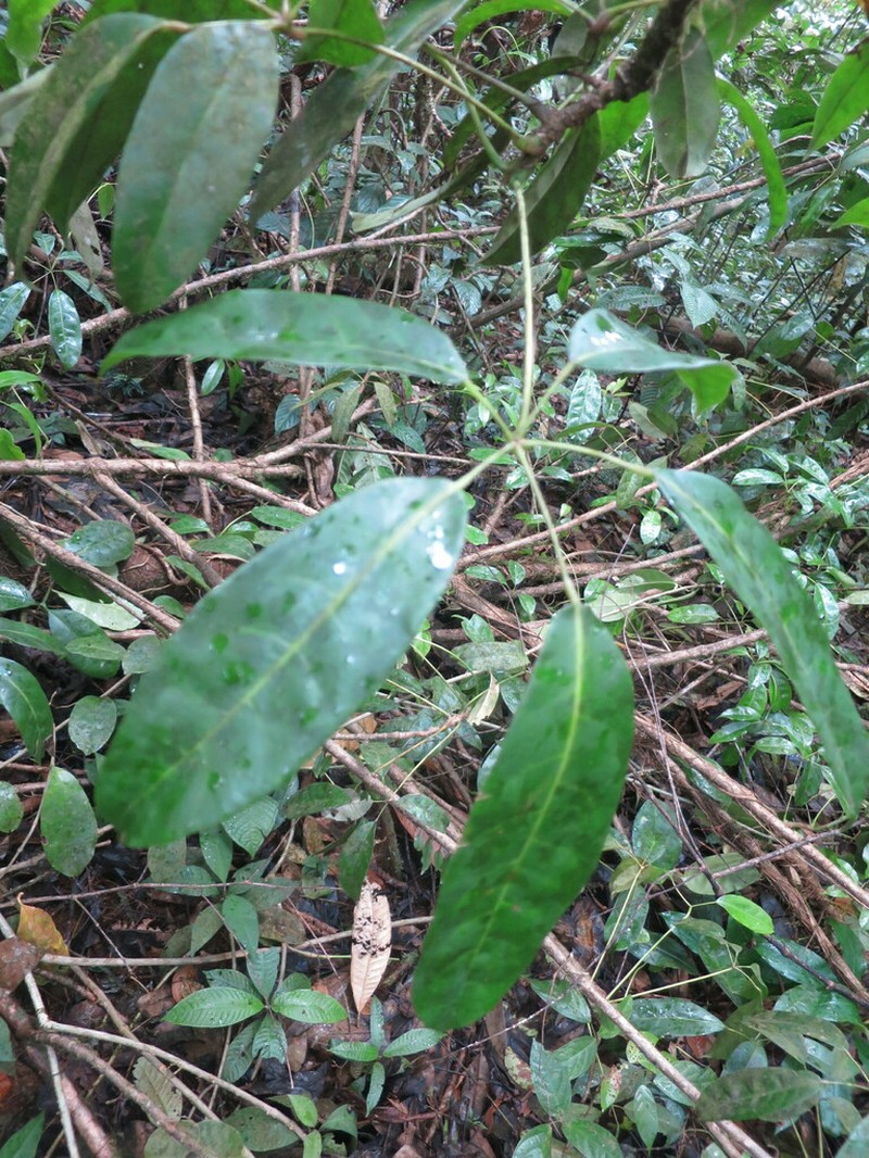 Astropanax barteri photo 3