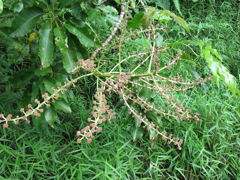 Astropanax mannii