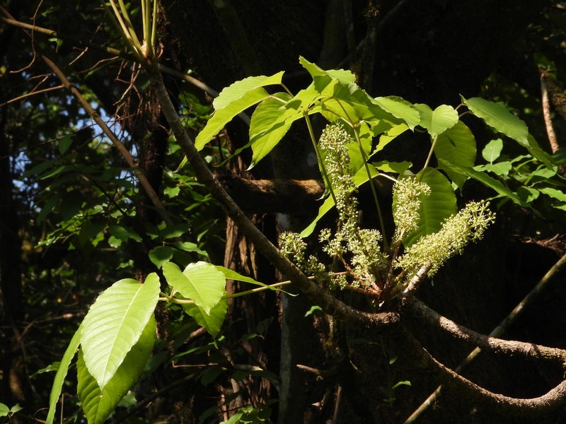 Astropanax mannii photo 2