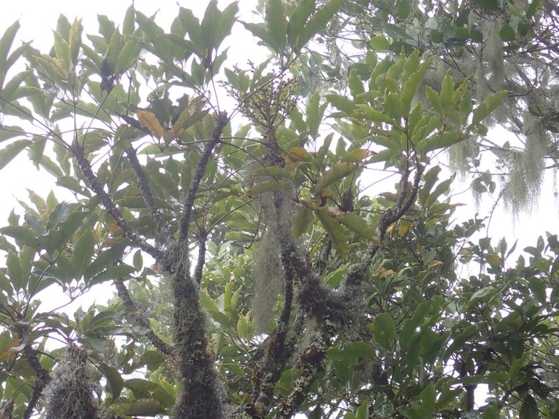 Astropanax mannii photo 3
