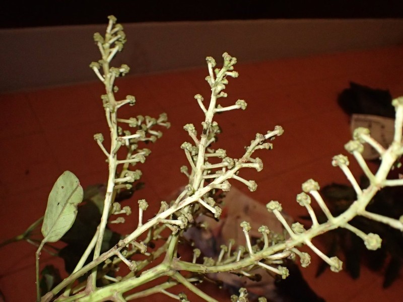 Astropanax mannii photo 4