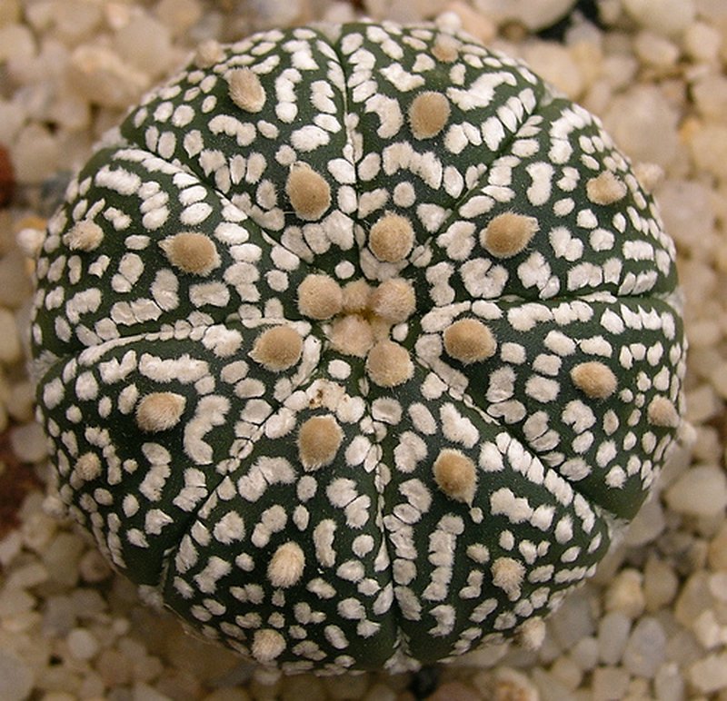 Sanddollar photo 5