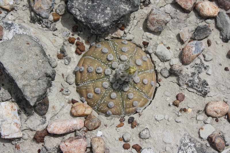 Sanddollar photo 6