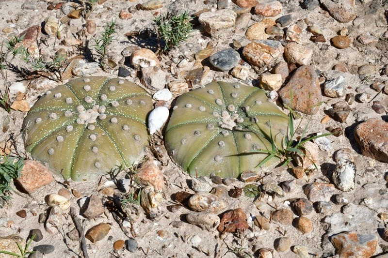 Sanddollar photo 7