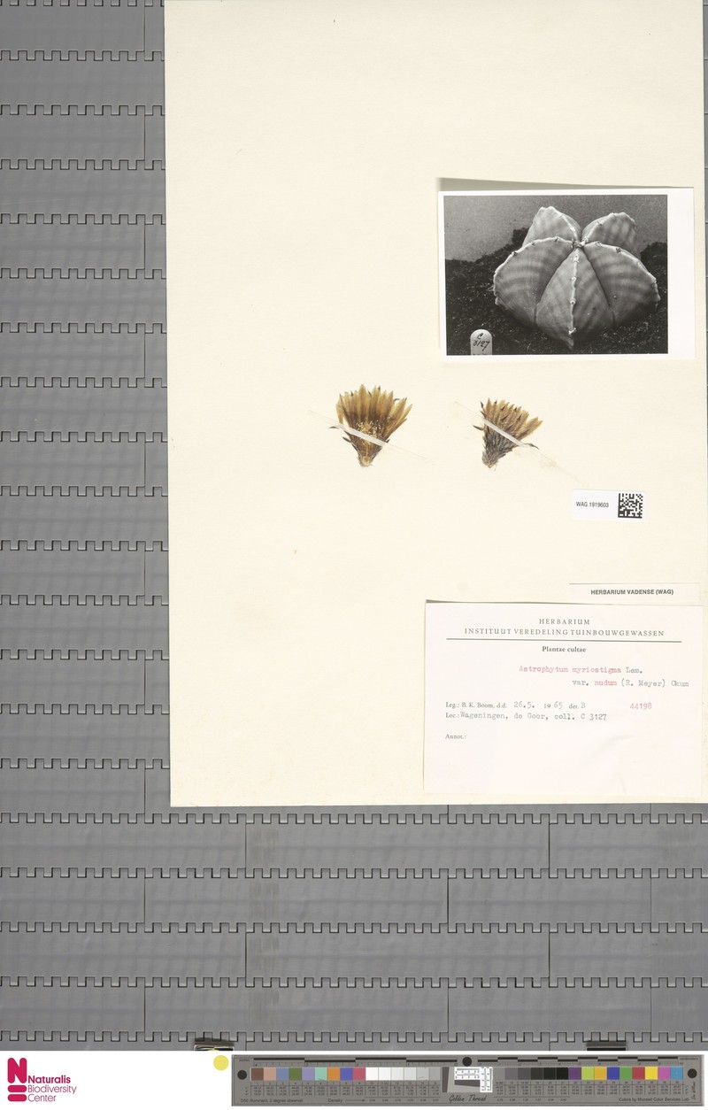 Astrophytum myriostigma subsp. myriostigma photo 2