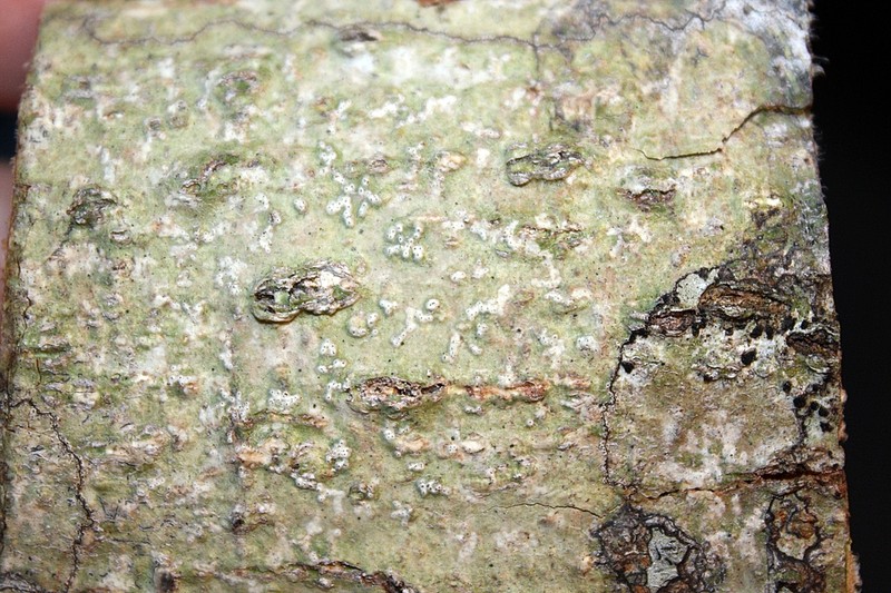 Astrothelium Lichen photo 2