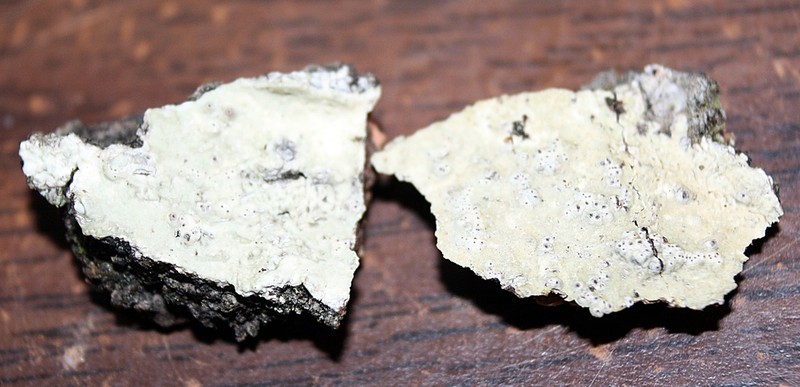 Astrothelium Lichen photo 3