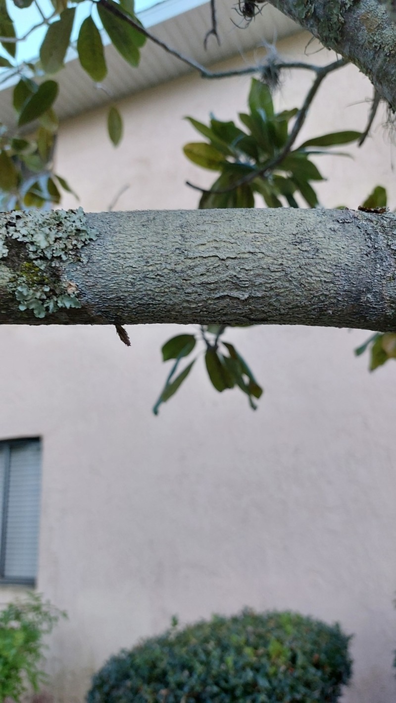Astrothelium Lichen photo 4