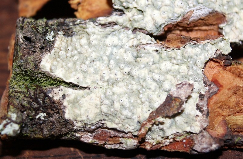 Astrothelium Lichen photo 5