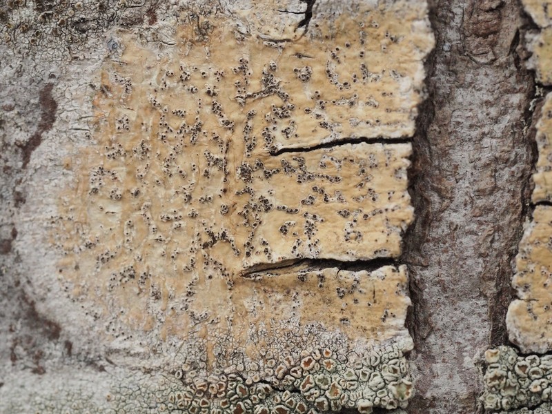 Astrothelium Lichen photo 6