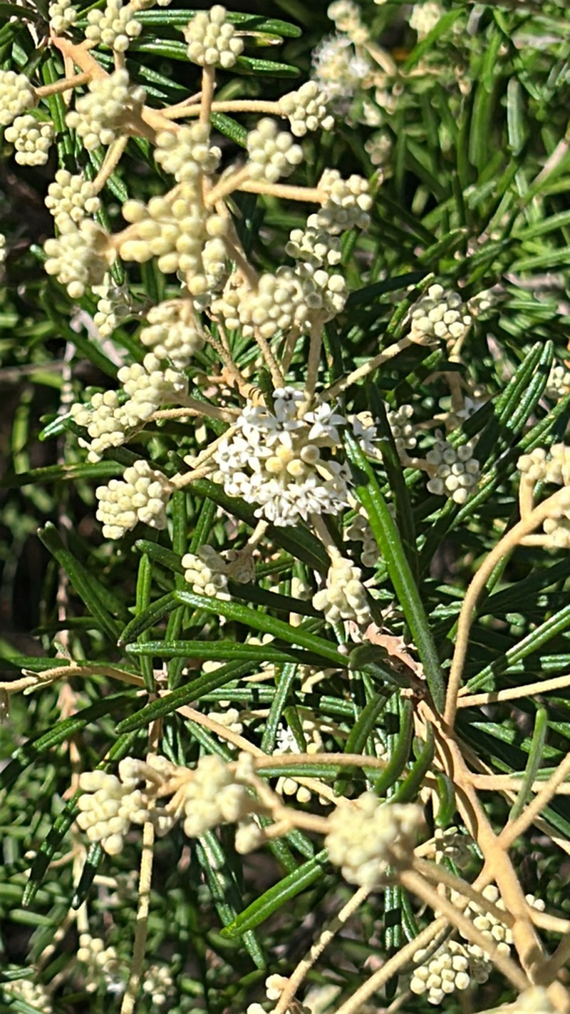 Astrotricha asperifolia photo 2