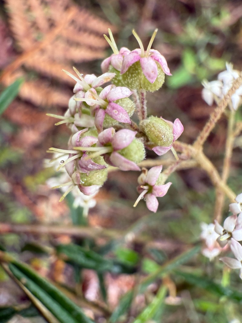 Astrotricha asperifolia photo 3