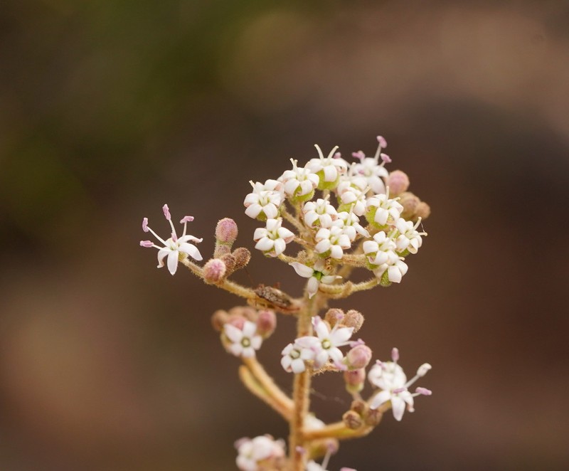 Astrotricha asperifolia photo 4