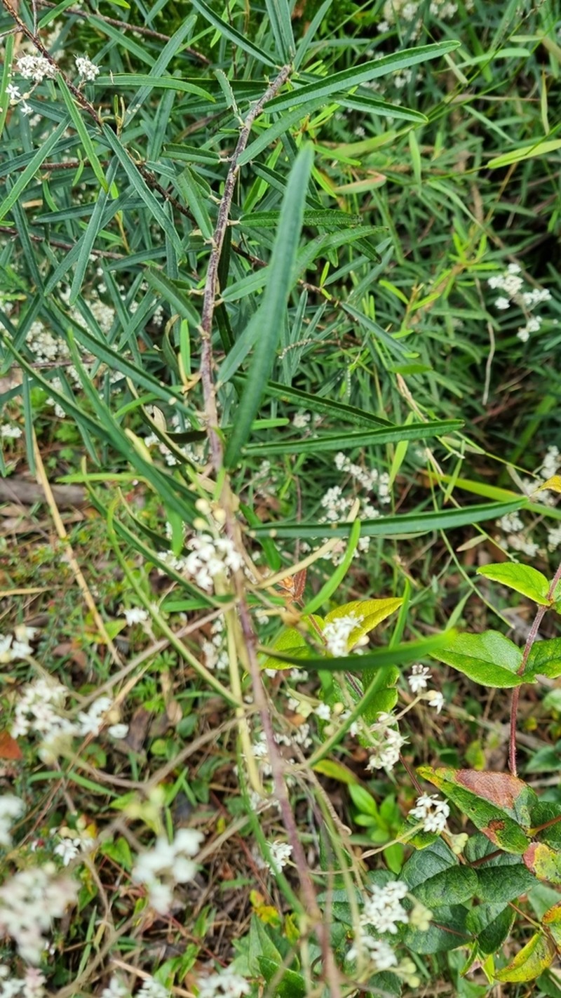 Astrotricha asperifolia photo 5