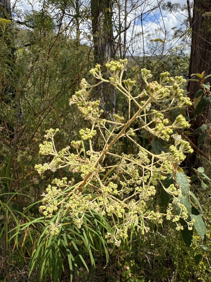 Astrotricha asperifolia photo 6