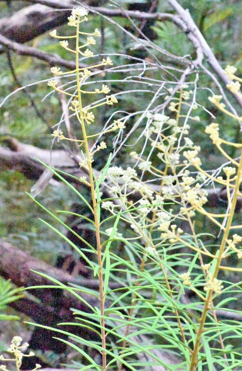 Astrotricha asperifolia photo 7