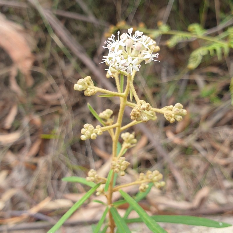 Astrotricha asperifolia photo 8