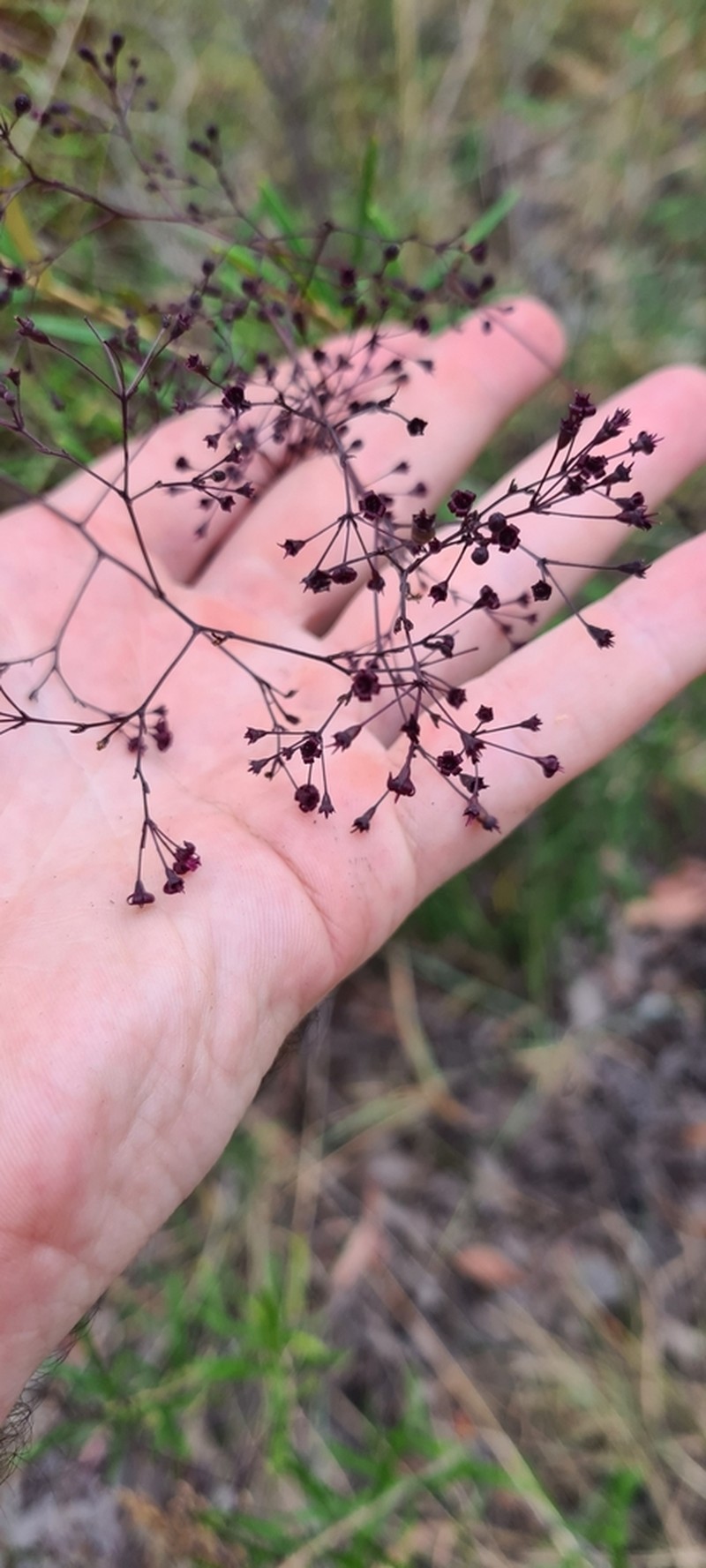 Astrotricha biddulphiana