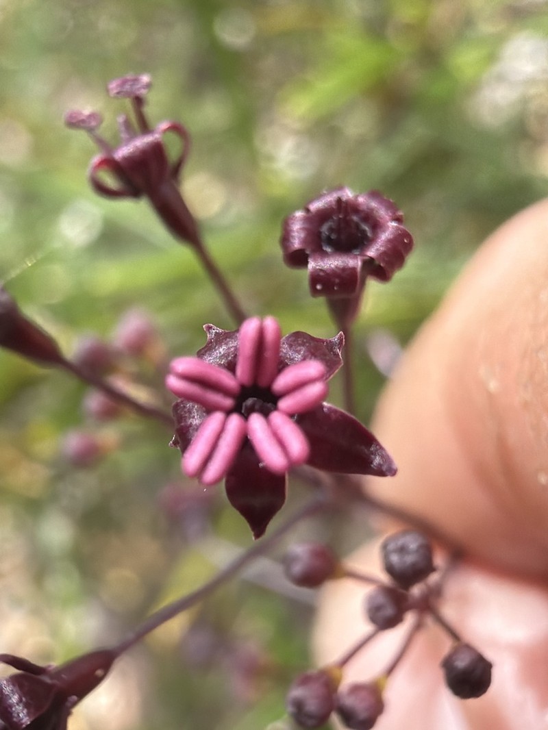 Astrotricha biddulphiana photo 2
