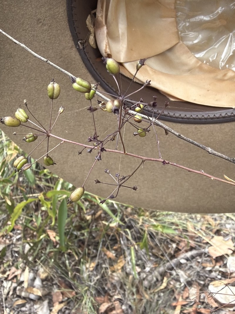 Astrotricha biddulphiana photo 3