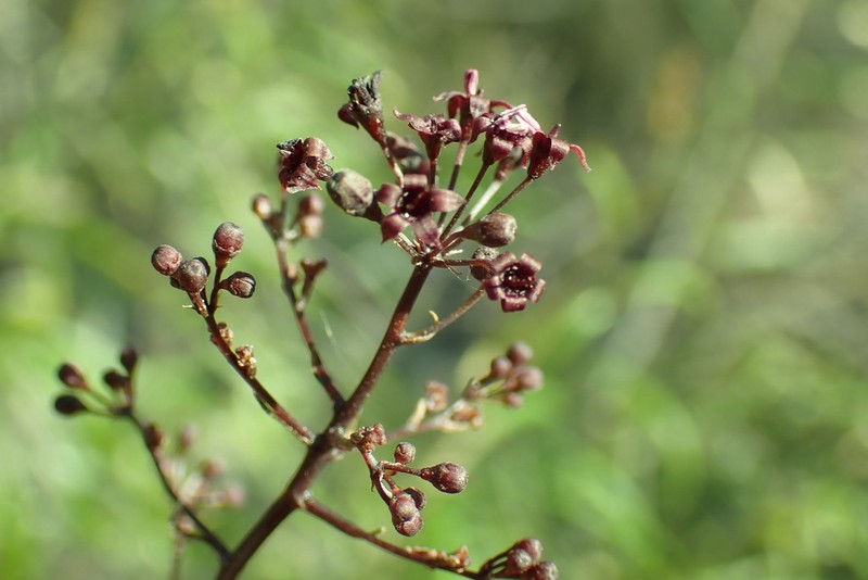 Astrotricha biddulphiana photo 4