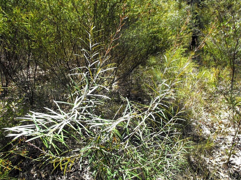Astrotricha biddulphiana photo 6