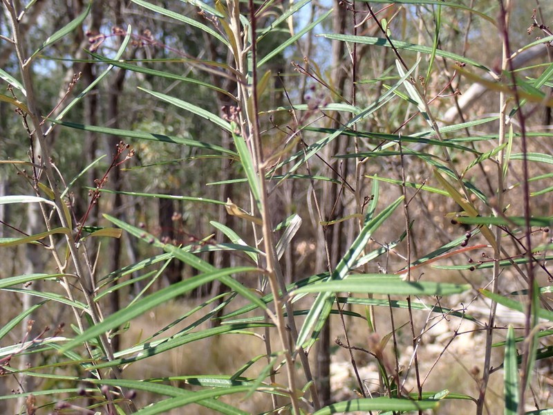 Astrotricha biddulphiana photo 7