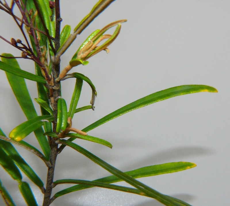 Astrotricha biddulphiana photo 8