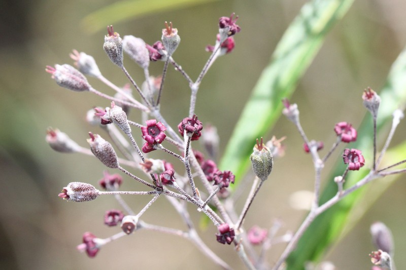 Astrotricha brachyandra