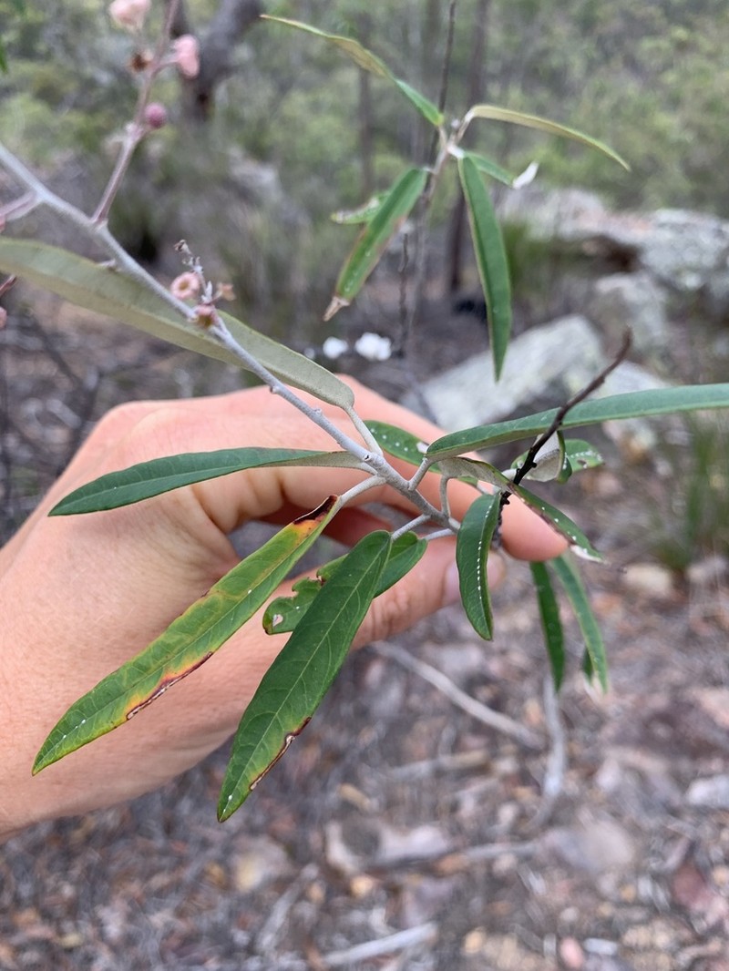 Astrotricha brachyandra photo 2