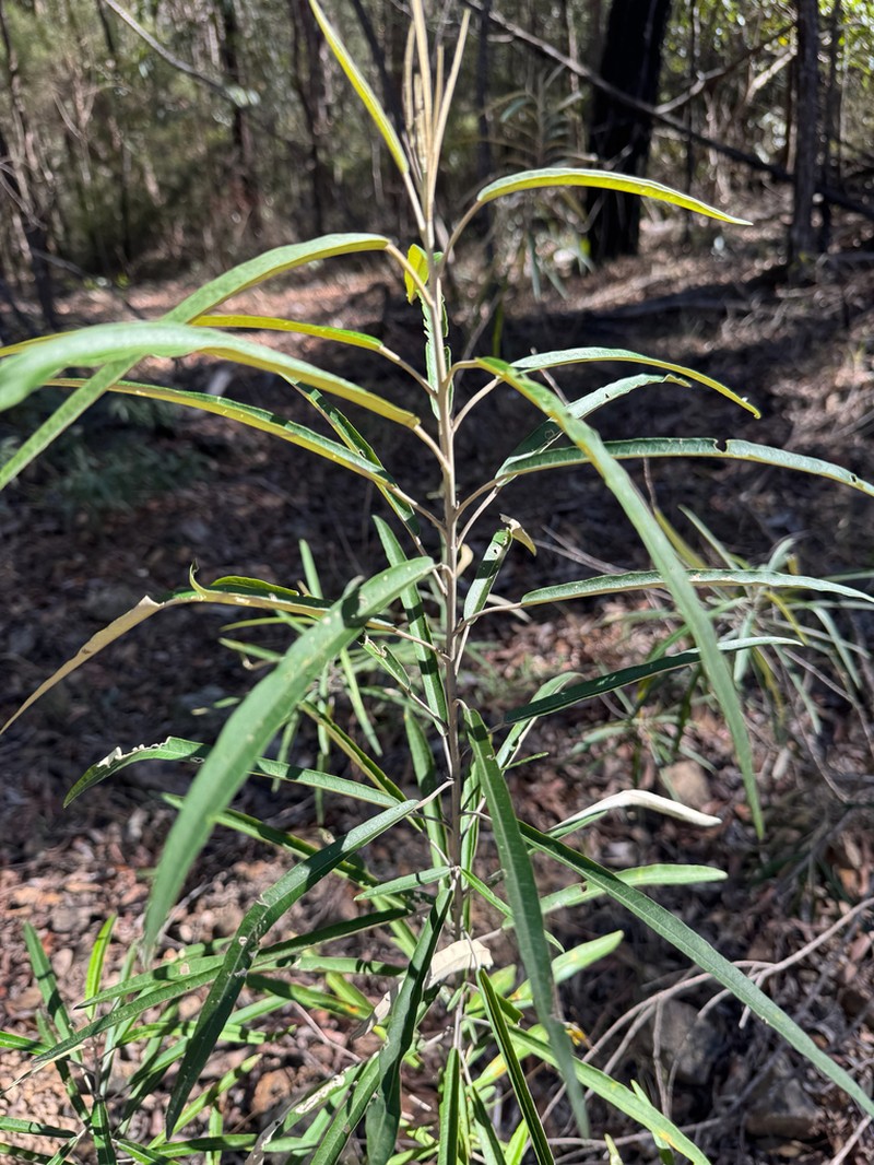 Astrotricha brachyandra photo 3
