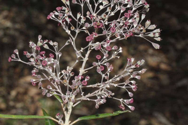 Astrotricha brachyandra photo 4