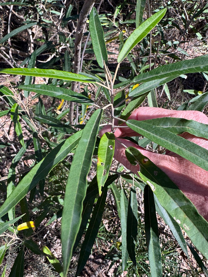 Astrotricha brachyandra photo 7
